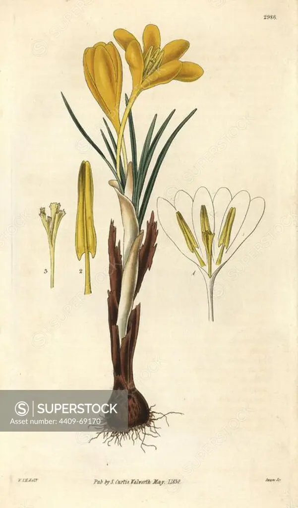 Golden crocus, Crocus aureus. Illustration drawn by William Jackson Hooker, engraved by Swan. Handcolored copperplate engraving from William Curtis's "The Botanical Magazine," Samuel Curtis, 1830. Hooker (1785-1865) was an English botanist, writer and artist. He was Regius Professor of Botany at Glasgow University, and editor of Curtis' "Botanical Magazine" from 1827 to 1865. In 1841, he was appointed director of the Royal Botanic Gardens at Kew, and was succeeded by his son Joseph Dalton. Hooker documented the fern and orchid crazes that shook England in the mid-19th century in books such as "Species Filicum" (1846) and "A Century of Orchidaceous Plants" (1849). A gifted botanical artist himself, he wrote and illustrated "Flora Exotica" (1823) and several volumes of the "Botanical Magazine" after 1827.