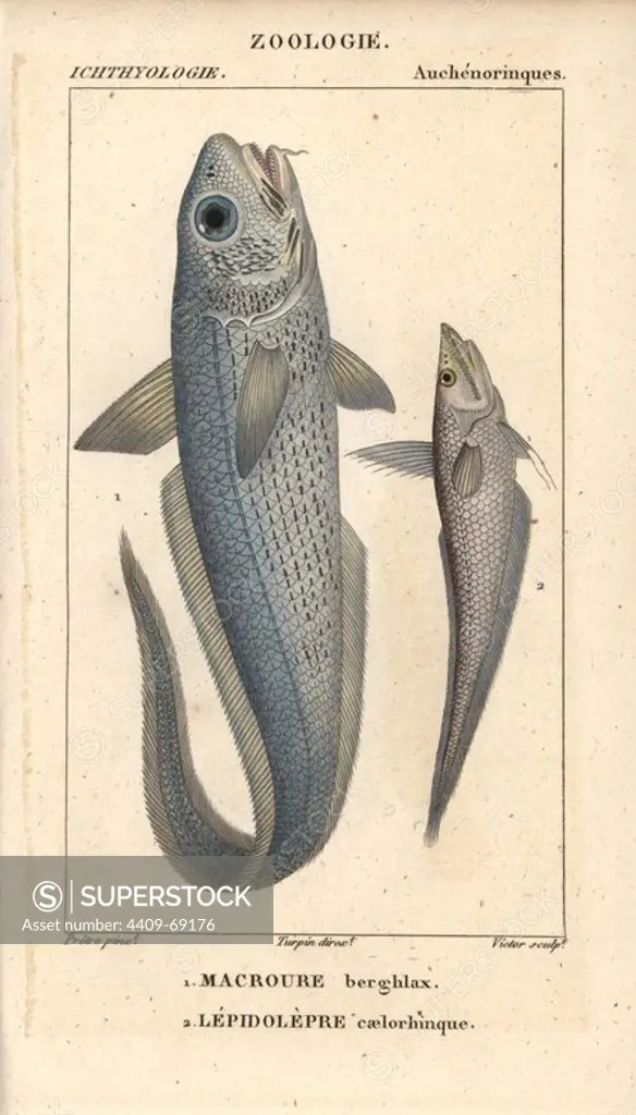 Onion-eye grenadier, Macrourus berglax, Macroure berghlax, and Caelorinchus coelorhincus, Lepidolepre caelorinchus. Handcoloured copperplate stipple engraving from Jussieu's "Dictionnaire des Sciences Naturelles" 1816-1830. The volumes on fish and reptiles were edited by Hippolyte Cloquet, natural historian and doctor of medicine. Illustration by J.G. Pretre, engraved by Victor, directed by Turpin, and published by F. G. Levrault. Jean Gabriel Pretre (1780~1845) was painter of natural history at Empress Josephine's zoo and later became artist to the Museum of Natural History.