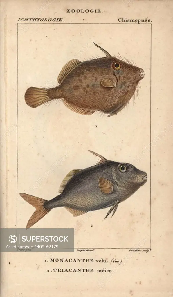 Seagrass filefish, Monacanthus tomentosus and Triacanthe indien. Handcoloured copperplate stipple engraving from Jussieu's "Dictionnaire des Sciences Naturelles" 1816-1830. The volumes on fish and reptiles were edited by Hippolyte Cloquet, natural historian and doctor of medicine. Illustration by J.G. Pretre, engraved by Prudhon, directed by Turpin, and published by F. G. Levrault. Jean Gabriel Pretre (1780~1845) was painter of natural history at Empress Josephine's zoo and later became artist to the Museum of Natural History.