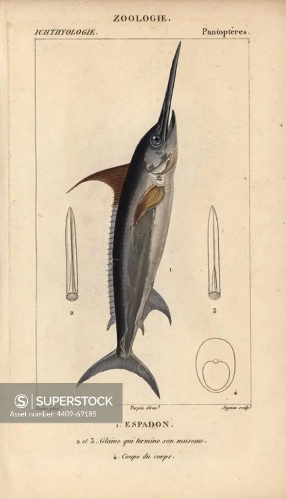 Swordfish, espadon, Xiphias gladius. Handcoloured copperplate stipple engraving from Jussieu's "Dictionnaire des Sciences Naturelles" 1816-1830. The volumes on fish and reptiles were edited by Hippolyte Cloquet, natural historian and doctor of medicine. Illustration by J.G. Pretre, engraved by Joyeau, directed by Turpin, and published by F. G. Levrault. Jean Gabriel Pretre (1780~1845) was painter of natural history at Empress Josephine's zoo and later became artist to the Museum of Natural History.