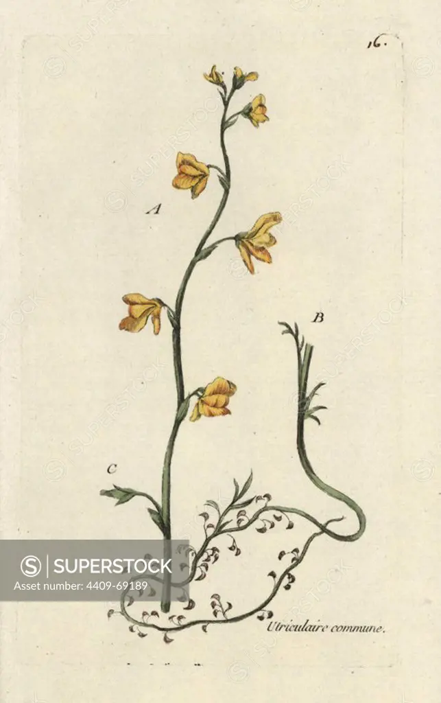 Common bladderwort, Utricularia vulgaris. Handcoloured botanical drawn and engraved by Pierre Bulliard from his own "Flora Parisiensis," 1776, Paris, P.F. Didot. Pierre Bulliard (1752-1793 was a famous French botanist who pioneered the three-colour-plate printing technique. His introduction to the flowers of Paris included 640 plants.