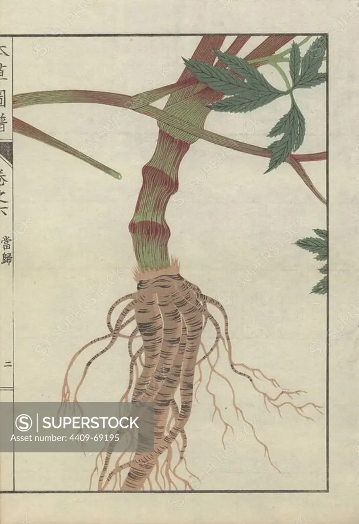 Large brown root and thick striped stem of licorice root. Ligusticum acutilobum. Touki.. Colour-printed woodblock engraving by Kan'en Iwasaki from "Honzo Zufu," an Illustrated Guide to Medicinal Plants, 1884. Iwasaki (1786-1842) was a Japanese botanist, entomologist and zoologist. He was one of the first Japanese botanists to incorporate western knowledge into his studies.