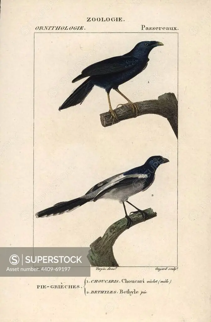 Violaceous crow, Corvus violaceus, and magpie tanager, Cissopis leveriana. Handcoloured copperplate stipple engraving from Dumont de Sainte-Croix's "Dictionary of Natural Science: Ornithology," Paris, France, 1816-1830. Illustration by J. G. Pretre, engraved by Guyard, directed by Pierre Jean-Francois Turpin, and published by F.G. Levrault. Jean Gabriel Pretre (1780~1845) was painter of natural history at Empress Josephine's zoo and later became artist to the Museum of Natural History. Turpin (1775-1840) is considered one of the greatest French botanical illustrators of the 19th century.