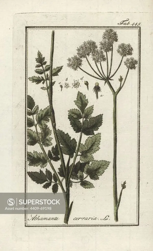Athamanta cervaria plant. Handcoloured copperplate botanical engraving from Johannes Zorn's "Afbeelding der Artseny-Gewassen," Jan Christiaan Sepp, Amsterdam, 1796. Zorn first published his illustrated medical botany in Nurnberg in 1780 with 500 plates, and a Dutch edition followed in 1796 published by J.C. Sepp with an additional 100 plates. Zorn (1739-1799) was a German pharmacist and botanist who collected medical plants from all over Europe for his "Icones plantarum medicinalium" for apothecaries and doctors.