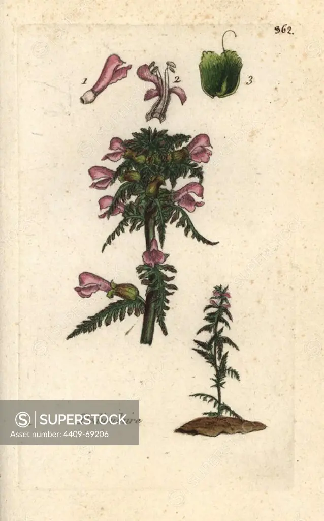 Marsh lousewort, Pedicularis palustris. Handcoloured botanical drawn and engraved by Pierre Bulliard from his own "Flora Parisiensis," 1776, Paris, P. F. Didot. Pierre Bulliard (1752-1793) was a famous French botanist who pioneered the three-colour-plate printing technique. His introduction to the flowers of Paris included 640 plants.