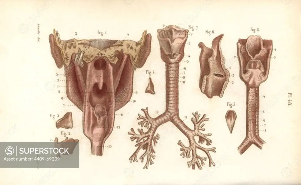 Sections of the pharynx and larynx. Handcolored steel engraving by Annedouche of a drawing by Leveille from Dr. Joseph Nicolas Masse's "Petit Atlas complet d'Anatomie descriptive du Corps Humain," Paris, 1864, published by Mequignon-Marvis. Masse's "Pocket Anatomy of the Human Body" was first published in 1848 and went through many editions.