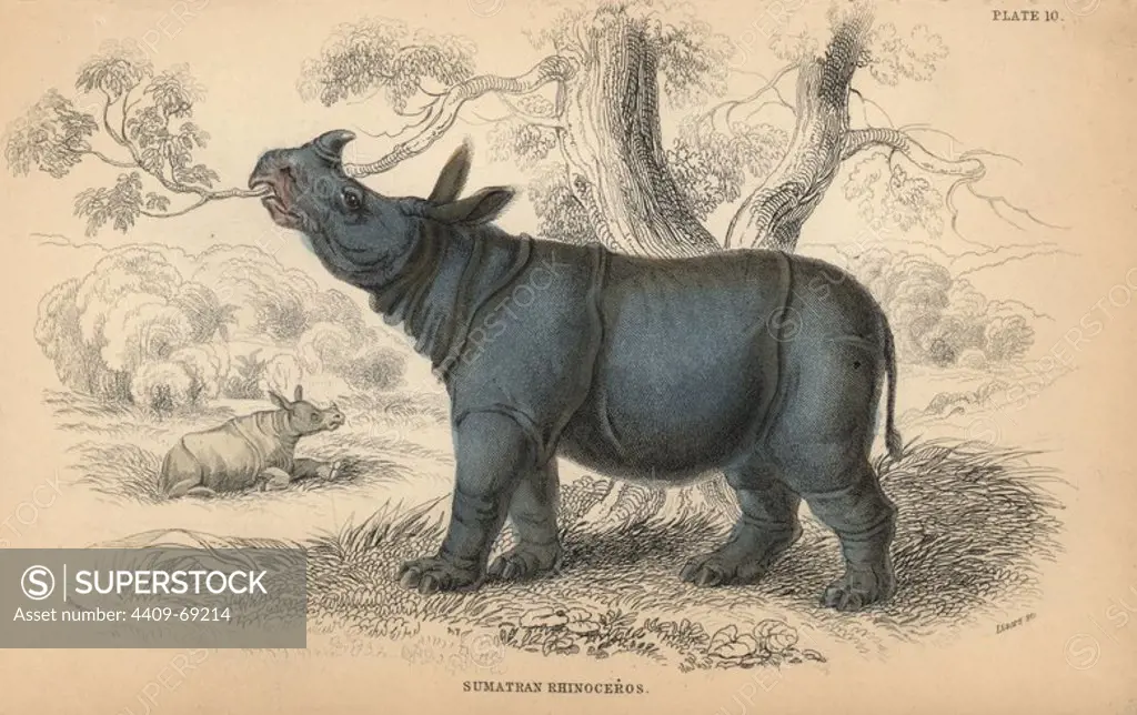 Sumatran rhinoceros, Dicerorhinus sumatrensis, critically endangered. Handcoloured engraving on steel by William Lizars from a drawing by James Stewart from Sir William Jardine's "Naturalist's Library: Mammalia, Pachydermes or Thick-Skinned Quadrupeds" published by W. H. Lizars, Edinburgh, 1836.