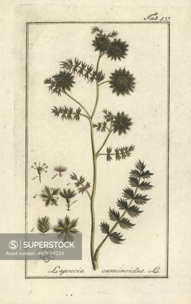 Wild cumin, Lagoecia cuminoides. Handcoloured copperplate botanical engraving from Johannes Zorn's "Afbeelding der Artseny-Gewassen," Jan Christiaan Sepp, Amsterdam, 1796. Zorn first published his illustrated medical botany in Nurnberg in 1780 with 500 plates, and a Dutch edition followed in 1796 published by J.C. Sepp with an additional 100 plates. Zorn (1739-1799) was a German pharmacist and botanist who collected medical plants from all over Europe for his "Icones plantarum medicinalium" for apothecaries and doctors.