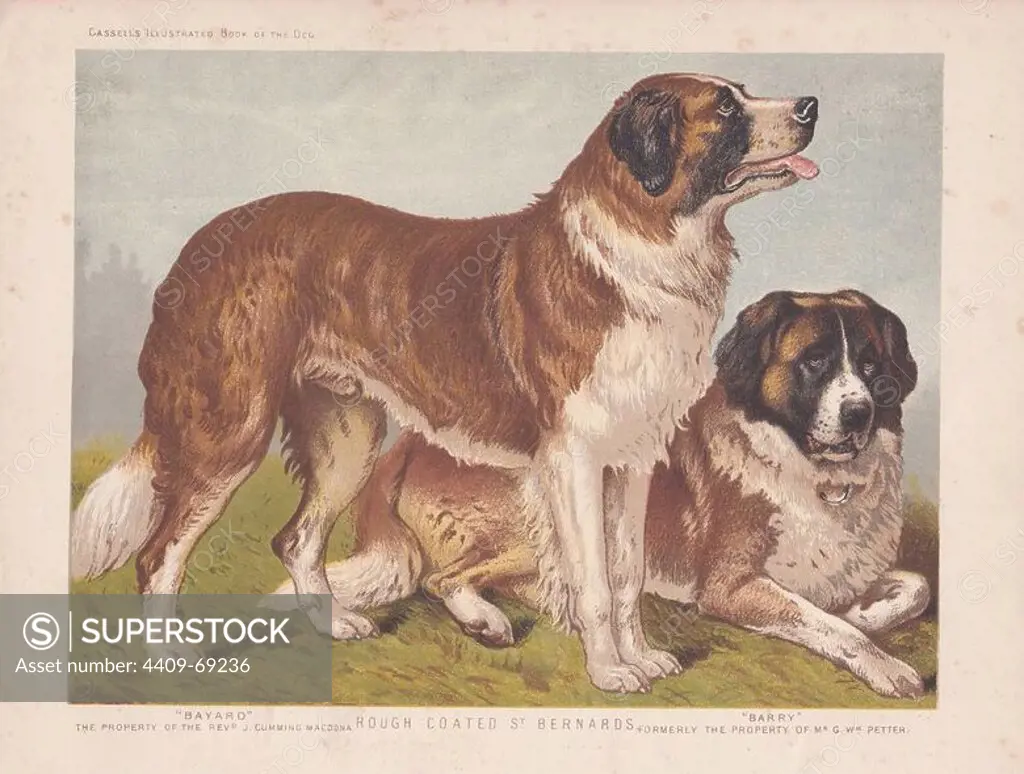 Rough-coated St. Bernards. Fine chromolithograph from Cassell's "Illustrated Book of the Dog" 1881. Author Vero Kemball Shaw (1854-1905) wrote many books about dogs and horses, and encyclopedic guides to kennels, stables and poultry yards.
