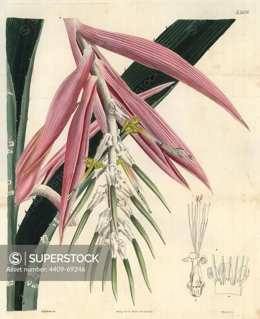 White-barred bromelia. Bromelia zebrina. Pink bromelia with white-barred leaves, a parasitic plant from South America.. Illustration by William Herbert, engraved by Weddell. Handcolored copperplate engraving from Samuel Curtis's "The Curtis Botanical Magazine" 1826. Herbert (1778-1847) was a clergyman, classical scholar, poet and botanist. A keen gardener, he was an expert on bulbous plants and developed many new varieties.. Samuel Curtis, cousin and son-in-law to William Curtis, took over the Botanical Magazine in 1826. Samuel re-named it "The Curtis Botanical Magazine" and enlisted the help of William Jackson Hooker, Professor of Botany at Glasgow University. Samuel Curtis' daughters (Miss C and C.M) drew the illustrations for the magazine. C.M. Curtis also drew illustrations for Forbe Royle's "Natural History of the Himalayan Mountains" 1833 and Lindley's "Pomologia Britannica" 1841.