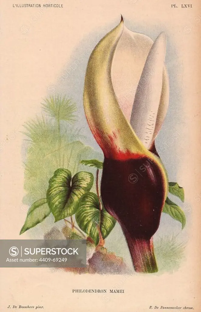 Philodendron mamei with blood-red and white inflorescence. Exotic tropical plant.. Illustration by J. de Bosschere, lithographed by P. de Pannemaeker of Ghent, from Jean Linden's "L'Illustration Horticole" 1880s.