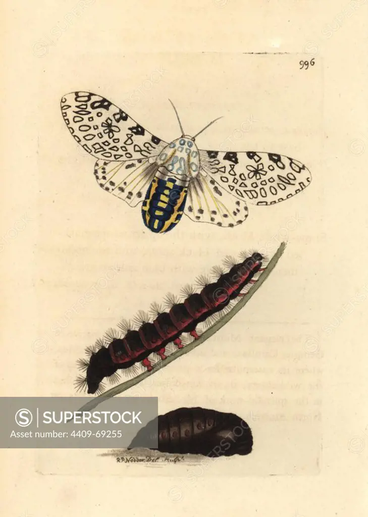 Giant leopard moth, Hypercompe scribonia. Illustration drawn and engraved by Richard Polydore Nodder. Handcolored copperplate engraving from George Shaw and Frederick Nodder's "The Naturalist's Miscellany" 1812. Most of the 1,064 illustrations of animals, birds, insects, crustaceans, fishes, marine life and microscopic creatures for the Naturalist's Miscellany were drawn by George Shaw, Frederick Nodder and Richard Nodder, and engraved and published by the Nodder family. Frederick drew and engraved many of the copperplates until his death around 1800, and son Richard (1774~1823) was responsible for the plates signed RN or RPN. Richard exhibited at the Royal Academy and became botanic painter to King George III.