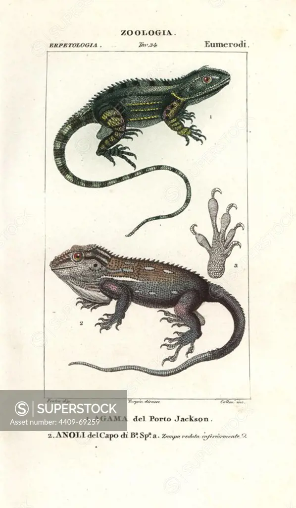 Agama of Port Jackson and Anole of Cape of Good Hope. Handcoloured copperplate stipple engraving from Jussieu's "Dictionary of Natural Science," Florence, Italy, 1837. Illustration by J. G. Pretre, engraved by Cellai, directed by Pierre Jean-Francois Turpin, and published by Batelli e Figli. Jean Gabriel Pretre (1780~1845) was painter of natural history at Empress Josephine's zoo and later became artist to the Museum of Natural History.