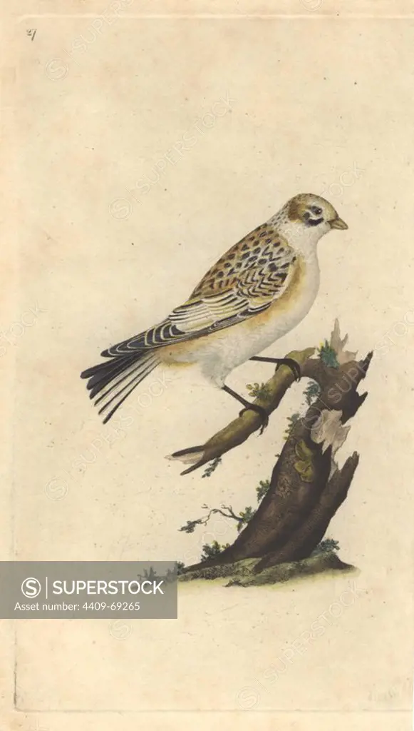 Tawny bunting (snow bunting) with white, black and tawny plumage.. Plectrophenax nivalis (Emberiza nivalis). Edward Donovan (1768-1837) was an Anglo-Irish amateur zoologist, writer, artist and engraver. He wrote and illustrated a series of volumes on birds, fish, shells and insects, opened his own museum of natural history in London, but later he fell on hard times and died penniless.. Handcolored copperplate engraving from Edward Donovan's "The Natural History of British Birds" (1794-1819).