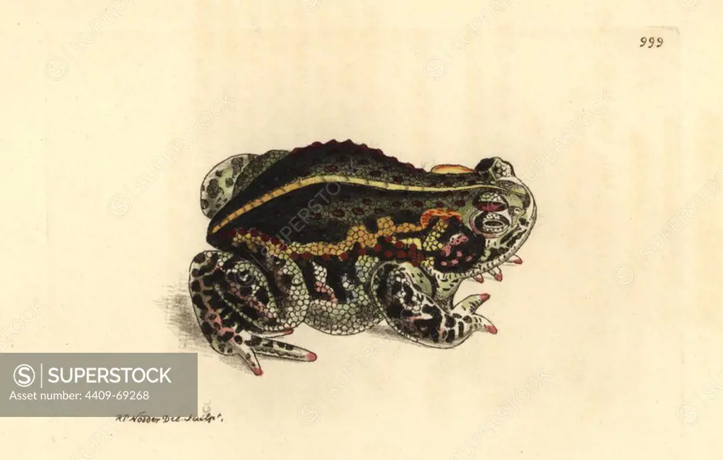 Natterjack toad, Epidalea calamita. Illustration drawn and engraved by Richard Polydore Nodder. Handcolored copperplate engraving from George Shaw and Frederick Nodder's "The Naturalist's Miscellany" 1812. Most of the 1,064 illustrations of animals, birds, insects, crustaceans, fishes, marine life and microscopic creatures for the Naturalist's Miscellany were drawn by George Shaw, Frederick Nodder and Richard Nodder, and engraved and published by the Nodder family. Frederick drew and engraved many of the copperplates until his death around 1800, and son Richard (1774~1823) was responsible for the plates signed RN or RPN. Richard exhibited at the Royal Academy and became botanic painter to King George III.