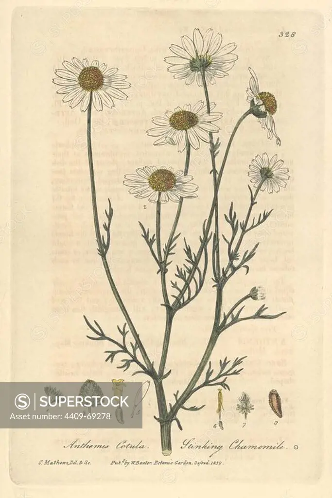 Stinking chamomile, Anthemis cotula. Handcoloured copperplate drawn and engraved by Charles Mathews from William Baxter's "British Phaenogamous Botany," Oxford, 1839. Scotsman William Baxter (1788-1871) was the curator of the Oxford Botanic Garden from 1813 to 1854.