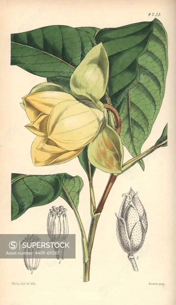 De Candolle's talauma, Magnolia candollii (Blume). Hand-coloured botanical illustration drawn and lithographed by Walter Hood Fitch for Sir William Jackson Hooker's "Curtis's Botanical Magazine," London, Reeve Brothers, 1846. Fitch (1817~1892) was a tireless Scottish artist who drew over 2,700 lithographs for the "Botanical Magazine" starting from 1834.