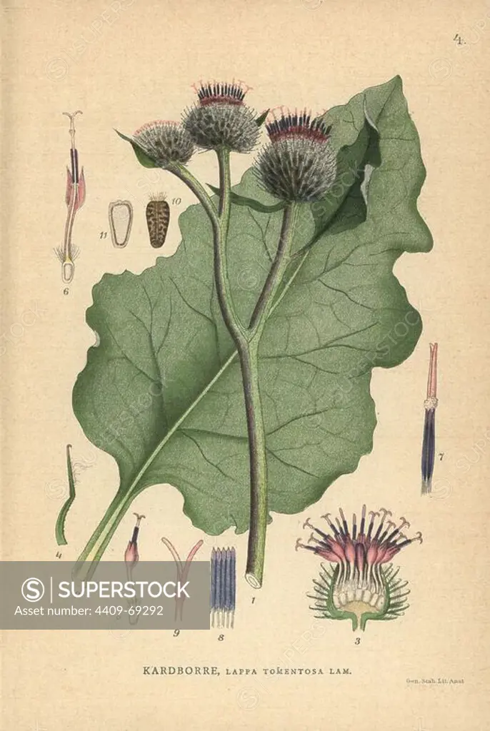 Burdock, Arctium lappa. Chromolithograph from Carl Lindman's "Bilder ur Nordens Flora" (Pictures of Northern Flora), Stockholm, Wahlström & Widstrand, 1905. Lindman (1856-1928) was Professor of Botany at the Swedish Museum of Natural History (Naturhistoriska Riksmuseet). The chromolithographs were based on Johan Wilhelm Palmstruch's "Svensk botanik" (1802-1843).