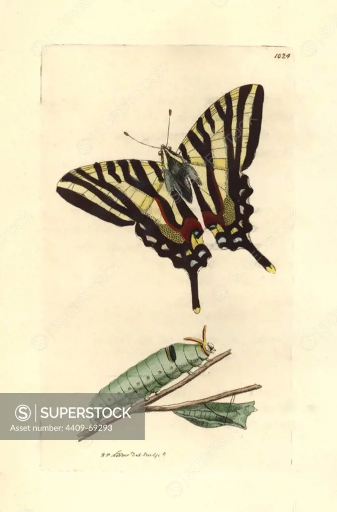 Zebra swallowtail, Eurytides marcellus. Illustration drawn and engraved by Richard Polydore Nodder. Handcolored copperplate engraving from George Shaw and Frederick Nodder's "The Naturalist's Miscellany" 1812. Most of the 1,064 illustrations of animals, birds, insects, crustaceans, fishes, marine life and microscopic creatures for the Naturalist's Miscellany were drawn by George Shaw, Frederick Nodder and Richard Nodder, and engraved and published by the Nodder family. Frederick drew and engraved many of the copperplates until his death around 1800, and son Richard (1774~1823) was responsible for the plates signed RN or RPN. Richard exhibited at the Royal Academy and became botanic painter to King George III.