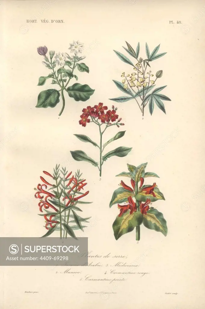 Five shrubs, including white jasmine (Jasminum), cassava (Manihot esculenta), hummingbird bush (Justicia californica) and shrimp plant (Justicia carnea). Plantes De Serre: 1) Jasmin d'Arabie 2) Manioc 3) Medioinier 4) Carmantine Rouge 5) Carmantine Pointe . Handcolored lithograph by Edouard Maubert for Herincq's "Le Regne Vegetal" 1865.