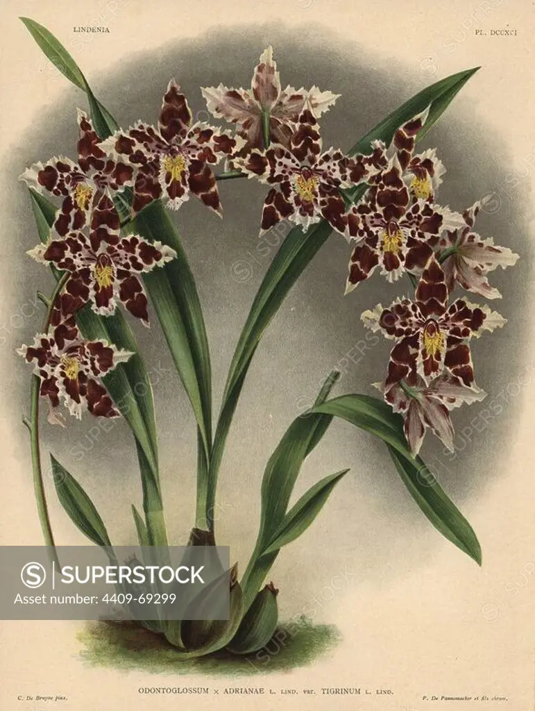 Tigrinum variety of Odontoglossum x Adrianae hybrid orchid. Illustration drawn by C. de Bruyne and chromolithographed by P. de Pannemaeker et fils from Lucien Linden's "Lindenia, Iconographie des Orchidees," Brussels, 1902.