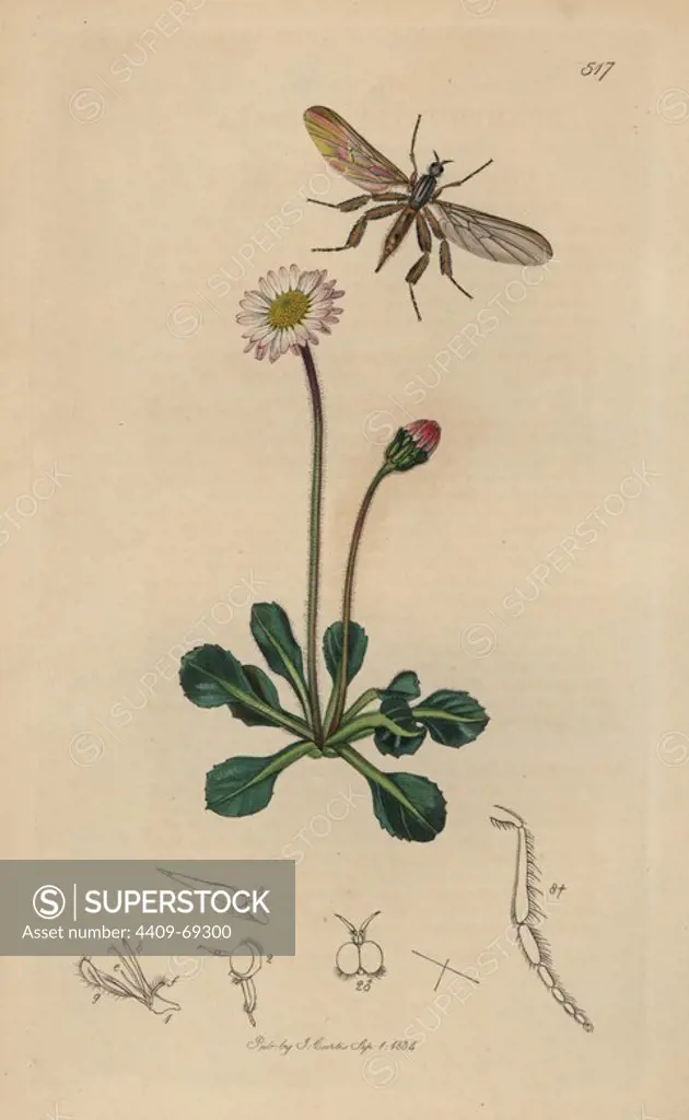 Rhamphomyia pennata, Rhamphomyia barbata, Feather-legged Dancing Fly with common daisy, Bellis perennis. Handcoloured copperplate drawn and engraved by John Curtis for his own "British Entomology, being Illustrations and Descriptions of the Genera of Insects found in Great Britain and Ireland," London, 1834. Curtis (17911862) was an entomologist, illustrator, engraver and publisher. "British Entomology" was published from 1824 to 1839, and comprised 770 illustrations of insects and the plants upon which they are found.