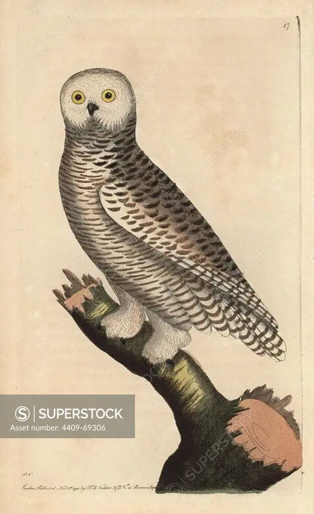 Snowy owl, Arctic Owl, Great White Owl or Harfang. Bubo scandiacus (Strix nyctea var. striata). Illustration signed SN (George Shaw and Frederick Nodder).. Handcolored copperplate engraving from George Shaw and Frederick Nodder's "The Naturalist's Miscellany" 1790.. Frederick Polydore Nodder (1751~1801) was a gifted natural history artist and engraver. Nodder honed his draftsmanship working on Captain Cook and Joseph Banks' Florilegium and engraving Sydney Parkinson's sketches of Australian plants. He was made "botanic painter to her majesty" Queen Charlotte in 1785. Nodder also drew the botanical studies in Thomas Martyn's Flora Rustica (1792) and 38 Plates (1799). Most of the 1,064 illustrations of animals, birds, insects, crustaceans, fishes, marine life and microscopic creatures for the Naturalist's Miscellany were drawn, engraved and published by Frederick Nodder's family. Frederick himself drew and engraved many of the copperplates until his death. His wife Elizabeth is credited