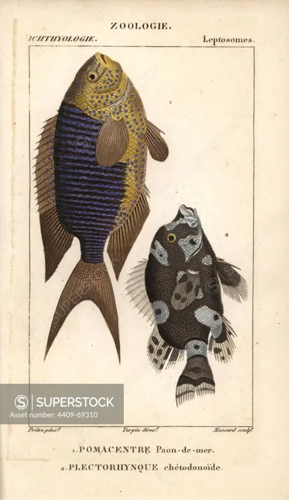 Sapphire damsel, paon-de-mer, sea-peacock, Pomacentrus pavo, and harlequin sweetlips, Plectorhynque chetodonoide, Plectorhinchus chaetodonoides. Handcoloured copperplate stipple engraving from Jussieu's "Dictionnaire des Sciences Naturelles" 1816-1830. The volumes on fish and reptiles were edited by Hippolyte Cloquet, natural historian and doctor of medicine. Illustration by J.G. Pretre, engraved by Massard, directed by Turpin, and published by F. G. Levrault. Jean Gabriel Pretre (1780~1845) was painter of natural history at Empress Josephine's zoo and later became artist to the Museum of Natural History.