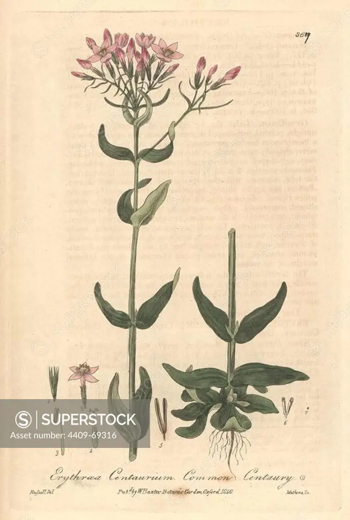 Common centaury, Erythraea centaurium. Handcoloured copperplate engraved by Charles Mathews from a drawing by Isaac Russell from William Baxter's "British Phaenogamous Botany," Oxford, 1840. Scotsman William Baxter (1788-1871) was the curator of the Oxford Botanic Garden from 1813 to 1854.