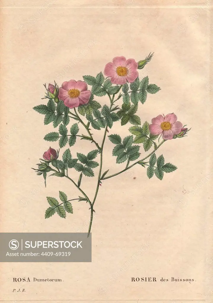 Pale pink thicket rose (Rosa dumetorum).. Rosier des Buissons. A relative of R. canina, native to Europe and Asia, discovered before 1821.. Hand-colored, octavo-size stipple copperplate engraving from Pierre Joseph Redoute's "Les Roses" 1828.