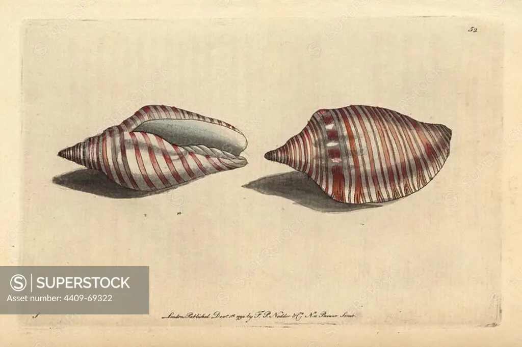 Orange flag shell or Orange-striped volute. Voluta arausiaca. Illustration signed S (George Shaw).. Handcolored copperplate engraving from George Shaw and Frederick Nodder's "The Naturalist's Miscellany" 1790.. Frederick Polydore Nodder (1751~1801) was a gifted natural history artist and engraver. Nodder honed his draftsmanship working on Captain Cook and Joseph Banks' Florilegium and engraving Sydney Parkinson's sketches of Australian plants. He was made "botanic painter to her majesty" Queen Charlotte in 1785. Nodder also drew the botanical studies in Thomas Martyn's Flora Rustica (1792) and 38 Plates (1799). Most of the 1,064 illustrations of animals, birds, insects, crustaceans, fishes, marine life and microscopic creatures for the Naturalist's Miscellany were drawn, engraved and published by Frederick Nodder's family. Frederick himself drew and engraved many of the copperplates until his death. His wife Elizabeth is credited as publisher on the volumes after 1801. Their son Richa