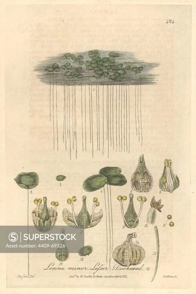 Lesser duckweed, Lemna minor. Handcoloured copperplate engraved by Charles Mathews from a drawing by Isaac Russell from William Baxter's "British Phaenogamous Botany," Oxford, 1841. Scotsman William Baxter (1788-1871) was the curator of the Oxford Botanic Garden from 1813 to 1854.