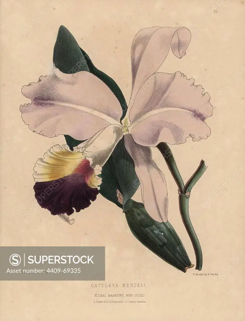 Pink and purple cattleya orchid. Cattleya mendeli. Handcolored botanical drawn and lithographed by W.G. Smith from H.H. Dombrain's "Floral Magazine" 1872.. Worthington G. Smith (1835-1917), architect, engraver and mycologist. Smith also illustrated "The Gardener's Chronicle." Henry Honywood Dombrain (1818-1905), clergyman gardener, was editor of the "Floral Magazine" from 1862 to 1873.