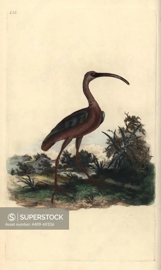 Glossy ibis, Plegadis falcinellus. Handcoloured copperplate drawn and engraved by Edward Donovan from his own "Natural History of British Birds," London, 1794-1819. Edward Donovan (1768-1837) was an Anglo-Irish amateur zoologist, writer, artist and engraver. He wrote and illustrated a series of volumes on birds, fish, shells and insects, opened his own museum of natural history in London, but later he fell on hard times and died penniless.
