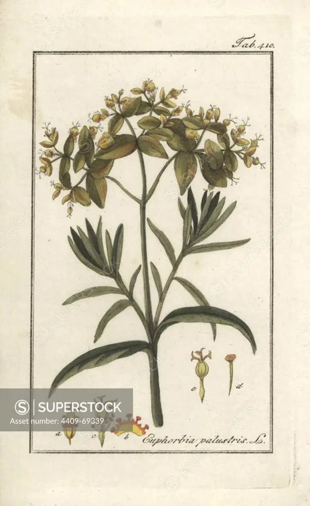 Marsh spurge, Euphorbia palustris. Handcoloured copperplate botanical engraving from Johannes Zorn's "Afbeelding der Artseny-Gewassen," Jan Christiaan Sepp, Amsterdam, 1796. Zorn first published his illustrated medical botany in Nurnberg in 1780 with 500 plates, and a Dutch edition followed in 1796 published by J.C. Sepp with an additional 100 plates. Zorn (1739-1799) was a German pharmacist and botanist who collected medical plants from all over Europe for his "Icones plantarum medicinalium" for apothecaries and doctors.