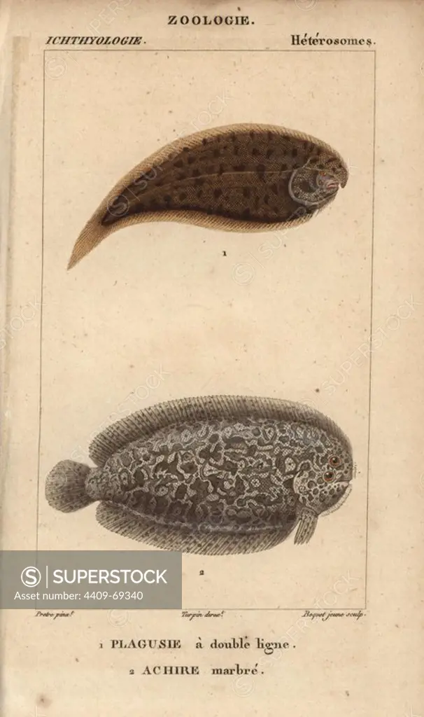 Tonguefish, plagusie a double ligne, Symphurus, and marbled sole, achire marbre, Pleuronectes. Handcoloured copperplate stipple engraving from Jussieu's "Dictionnaire des Sciences Naturelles" 1816-1830. The volumes on fish and reptiles were edited by Hippolyte Cloquet, natural historian and doctor of medicine. Illustration by J.G. Pretre, engraved by Boquet, directed by Turpin, and published by F. G. Levrault. Jean Gabriel Pretre (1780~1845) was painter of natural history at Empress Josephine's zoo and later became artist to the Museum of Natural History.