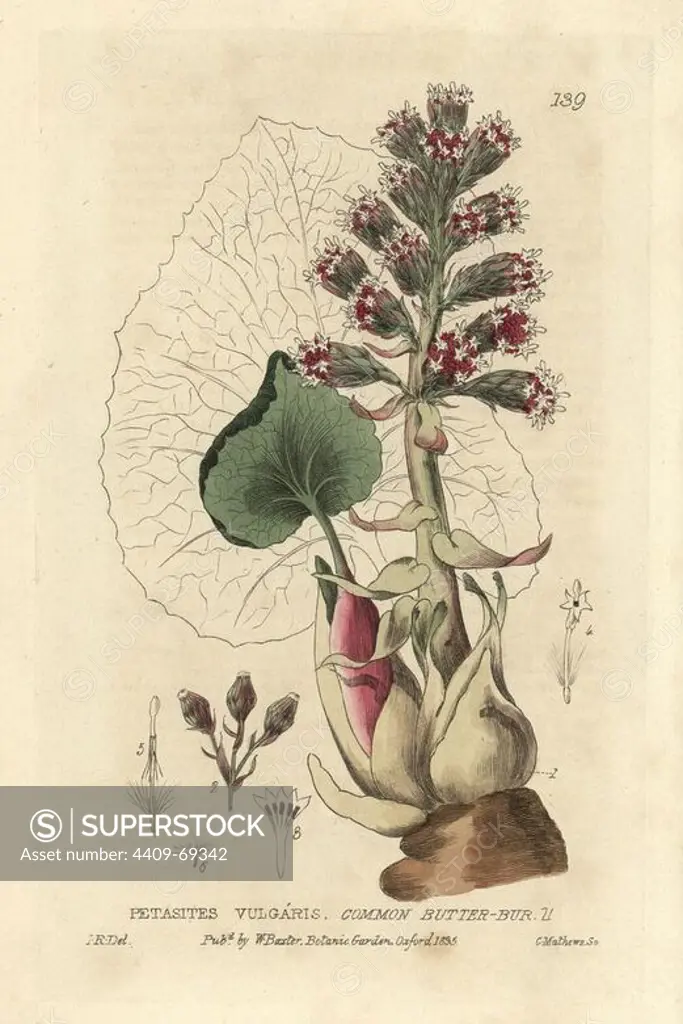 Common butterbur, Petasites vulgaris. Handcoloured copperplate engraving by Charles Mathews of a drawing by Isaac Russell from William Baxter's "British Phaenogamous Botany" 1835. Scotsman William Baxter (1788-1871) was the curator of the Oxford Botanic Garden from 1813 to 1854.
