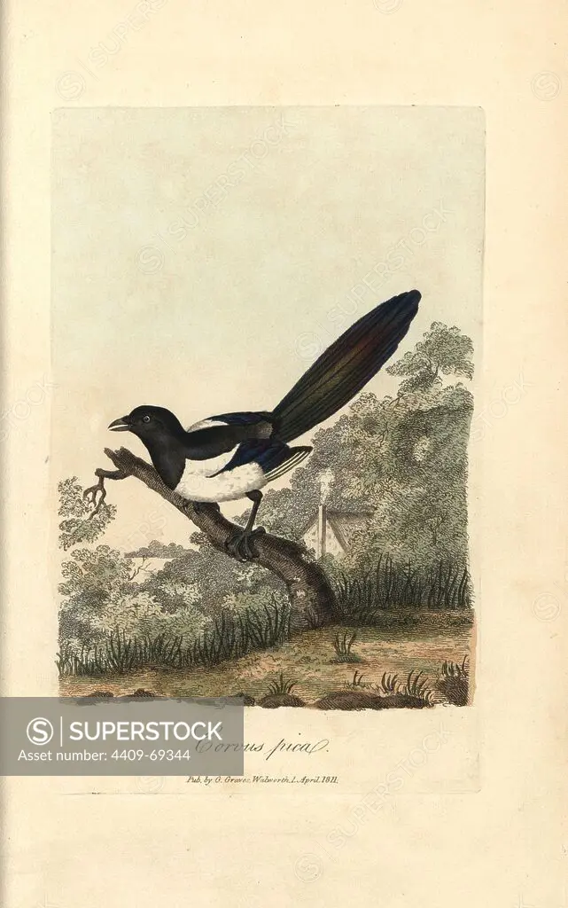 Magpie, Corvus pica, Pica pica. Handcoloured copperplate engraving by George Graves from "British Ornithology" 1811. Graves was a bookseller, publisher, artist, engraver and colorist and worked on botanical and ornithological books.