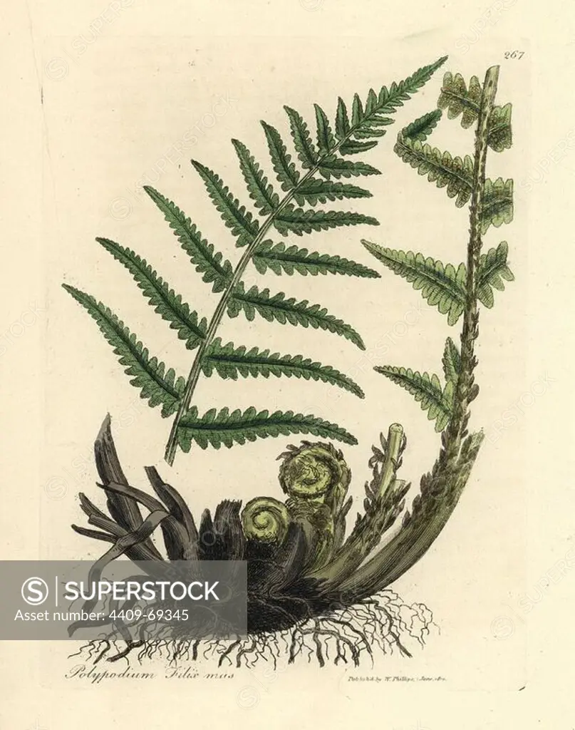 Male polypody fern, Polypodium filix mas. Handcolored copperplate engraving from a botanical illustration by James Sowerby from William Woodville and Sir William Jackson Hooker's "Medical Botany" 1832. The tireless Sowerby (1757-1822) drew over 2,500 plants for Smith's mammoth "English Botany" (1790-1814) and 440 mushrooms for "Coloured Figures of English Fungi " (1797) among many other works.