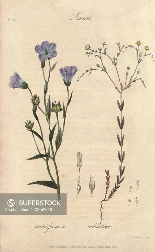 Flax, Linum usitatissimum, and fairy flax, Linum catharticum. Handcoloured botanical illustration engraved on steel by W. M. Maddocksfrom John Stephenson and James Morss Churchill's "Medical Botany: or Illustrations and descriptions of the medicinal plants of the London, Edinburgh, and Dublin pharmacopias," John Churchill, London, 1831.