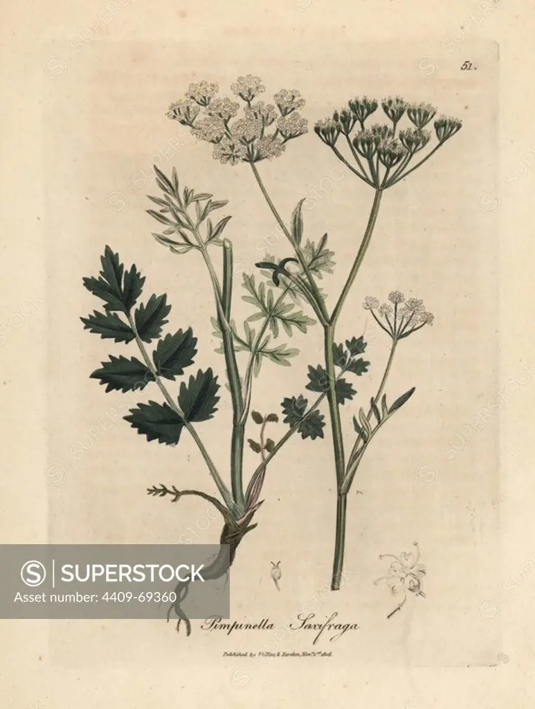 Burnet saxifrage, Pimpinella saxifraga. Handcoloured copperplate engraving from a botanical illustration by James Sowerby from William Woodville and Sir William Jackson Hooker's "Medical Botany," John Bohn, London, 1832. The tireless Sowerby (1757-1822) drew over 2, 500 plants for Smith's mammoth "English Botany" (1790-1814) and 440 mushrooms for "Coloured Figures of English Fungi " (1797) among many other works.