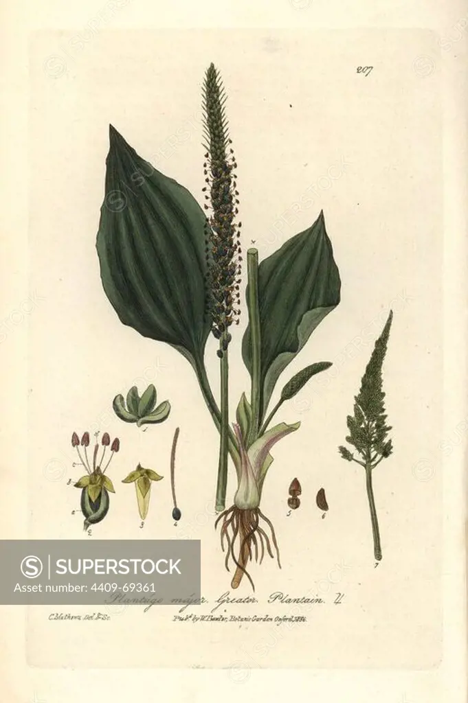 Greater plantain, Plantago major. Handcoloured copperplate drawn and engraved by Charles Mathews from William Baxter's "British Phaenogamous Botany" 1836. Scotsman William Baxter (1788-1871) was the curator of the Oxford Botanic Garden from 1813 to 1854.