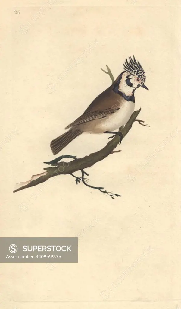 Crested titmouse or crested tit. "The specimen from which our figure is copied was shot in Scotland in company with several others in 1792.". Lophophanes cristatus cristatus (Parus cristatus). Edward Donovan (1768-1837) was an Anglo-Irish amateur zoologist, writer, artist and engraver. He wrote and illustrated a series of volumes on birds, fish, shells and insects, opened his own museum of natural history in London, but later he fell on hard times and died penniless.. Handcolored copperplate engraving from Edward Donovan's "The Natural History of British Birds" (1794-1819).