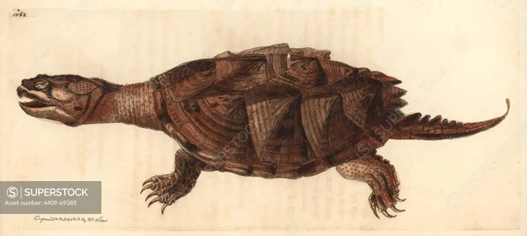 Snapping turtle, Chelydra serpentina. Illustration drawn and engraved by Richard Polydore Nodder. Handcolored copperplate engraving from George Shaw and Frederick Nodder's "The Naturalist's Miscellany" 1812. Most of the 1,064 illustrations of animals, birds, insects, crustaceans, fishes, marine life and microscopic creatures for the Naturalist's Miscellany were drawn by George Shaw, Frederick Nodder and Richard Nodder, and engraved and published by the Nodder family. Frederick drew and engraved many of the copperplates until his death around 1800, and son Richard (1774~1823) was responsible for the plates signed RN or RPN. Richard exhibited at the Royal Academy and became botanic painter to King George III.
