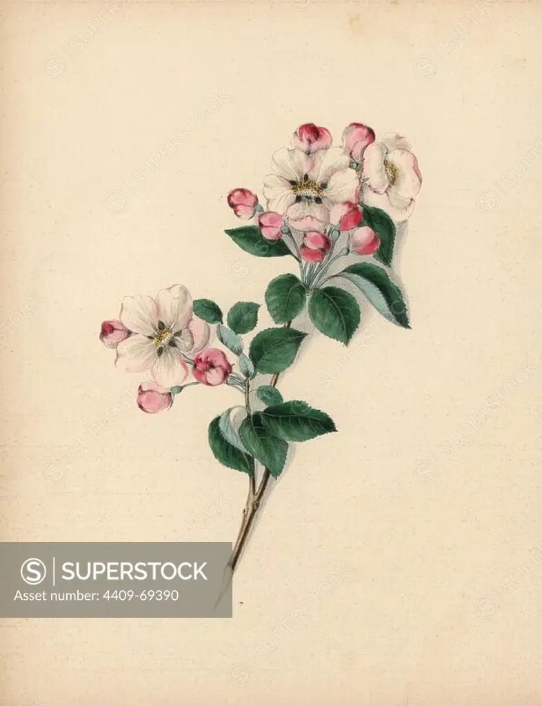 Apple blossom . Pyrus malus. Illustration by Clarissa Badger, nee Munger, from "Wild Flowers, Drawn and Colored from Nature," New York, 1859. Clarissa Munger (1806-1889) was born into an artistic family in East Guilford, Connecticut. Her father George was an engraver and miniaturist, and her sister Caroline painted portraits. Clarissa married the Rev. Milton Badger in 1828, and in 1848 published "Forget Me Not" with original watercolors, believed to be the prototype "Wild Flowers" (1859) with 22 lithographs and "Floral Belles" (1867) with 16 plates.