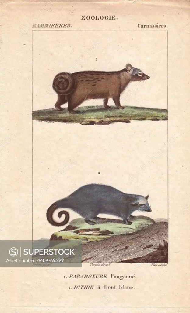 Asian palm civet, Paradoxurus hermaphroditus, and extinct white-fronted Icterus, Paradoxurus albifrons. Handcoloured stipple engraving by Plee from an illustration by Jean-Gabriel Pretre directed by Turpin from Jussieu's "Dictionnaire des Sciences Naturelles," Paris, Levrault, 1816-1830. Pretre (1780~1845) was painter of natural history at Empress Josephine's zoo and later became artist to the Museum of Natural History.