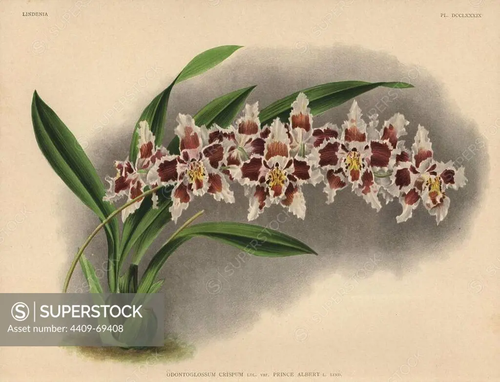 Prince Albert variety of Odontoglossum crispum orchid. Illustration drawn by C. de Bruyne and chromolithographed by P. de Pannemaeker et fils from Lucien Linden's "Lindenia, Iconographie des Orchidees," Brussels, 1902.