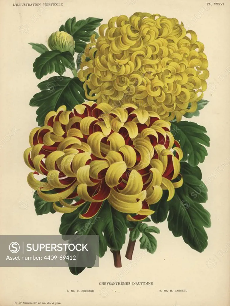 Autumn chrysanthemum hybrids: crimson and yellow Mr. C. Orchard and yellow Mr. H. Cannell. Chromolithograph drawn by P. de Pannemaeker, for Jean Linden's "L'Illustration Horticole" published in Ghent in 1886. Jean Linden (1817-1898) was a Belgian explorer, horticulturist, scientist and publisher of botanical books.