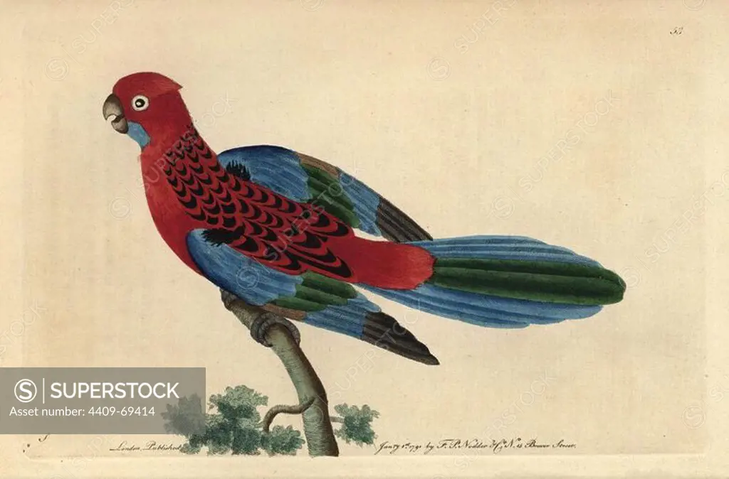 Splendid parrot or Crimson Rosella . Platycercus elegans (Psittacus gloriosus, P. splendidus). Australian parrot with vivid crimson and blue plumage.. Illustration signed S (George Shaw).. Handcolored copperplate engraving from George Shaw and Frederick Nodder's "The Naturalist's Miscellany" 1790.. Frederick Polydore Nodder (1751~1801) was a gifted natural history artist and engraver. Nodder honed his draftsmanship working on Captain Cook and Joseph Banks' Florilegium and engraving Sydney Parkinson's sketches of Australian plants. He was made "botanic painter to her majesty" Queen Charlotte in 1785. Nodder also drew the botanical studies in Thomas Martyn's Flora Rustica (1792) and 38 Plates (1799). Most of the 1,064 illustrations of animals, birds, insects, crustaceans, fishes, marine life and microscopic creatures for the Naturalist's Miscellany were drawn, engraved and published by Frederick Nodder's family. Frederick himself drew and engraved many of the copperplates until his deat