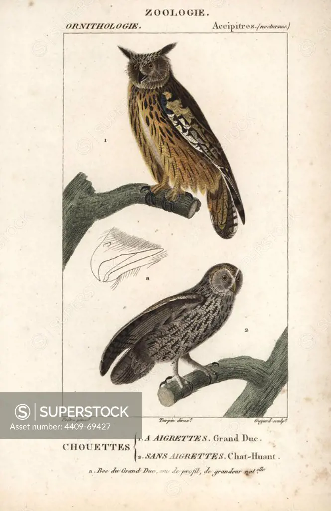 Eurasian eagle-owl, Bubo bubo, and tawny owl, Strix aluco. Handcoloured copperplate stipple engraving from Dumont de Sainte-Croix's "Dictionary of Natural Science: Ornithology," Paris, France, 1816-1830. Illustration by J. G. Pretre, engraved by Guyard, directed by Pierre Jean-Francois Turpin, and published by F.G. Levrault. Jean Gabriel Pretre (1780~1845) was painter of natural history at Empress Josephine's zoo and later became artist to the Museum of Natural History. Turpin (1775-1840) is considered one of the greatest French botanical illustrators of the 19th century.
